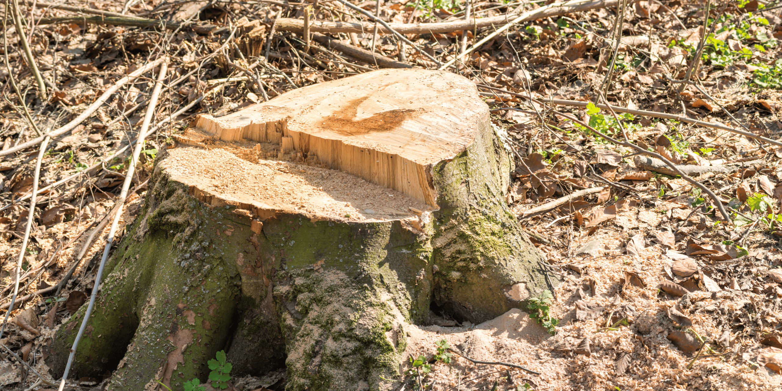 Stump Removal