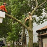 Tree Removal Insurance
