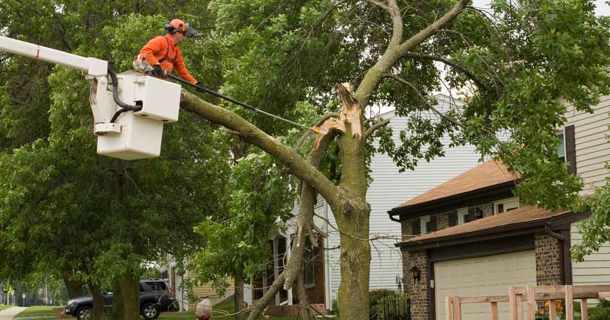 Tree Removal Insurance