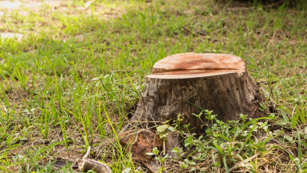 Stump Removing