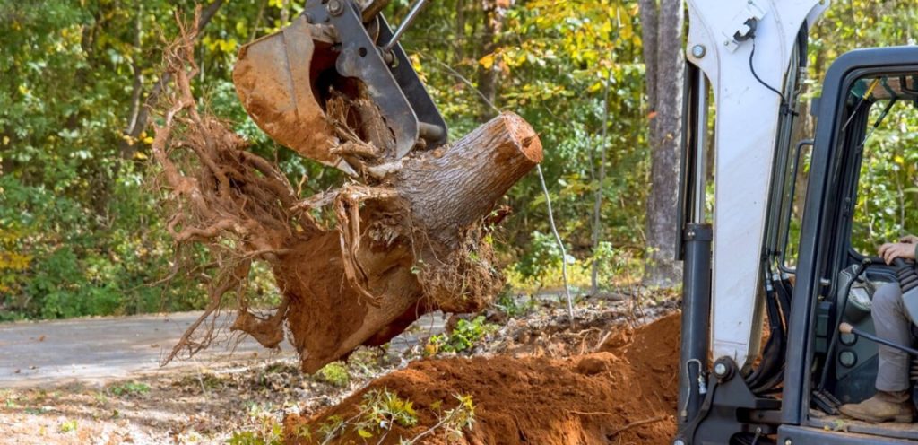 Root Removal