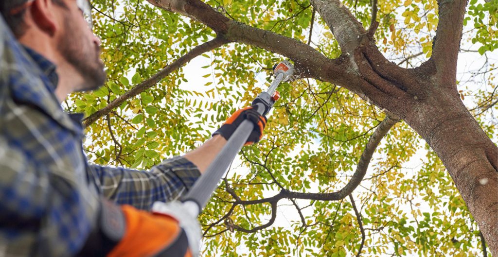Tree Trimming