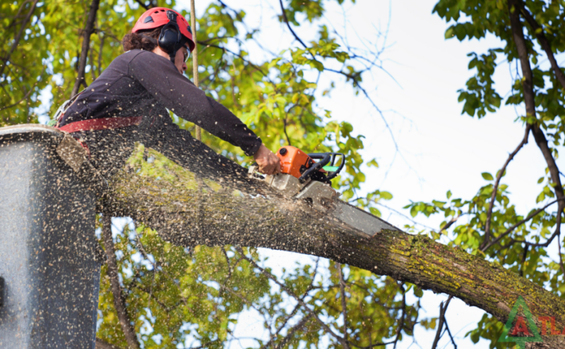 Tree Trimming
