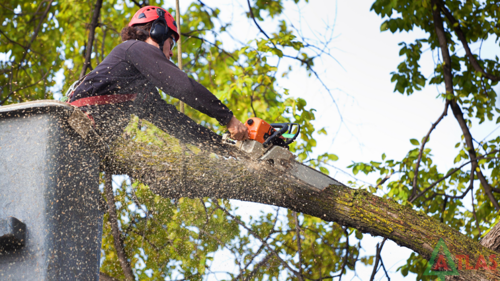 Tree Trimming