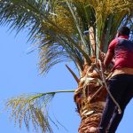 Remove Palm Tree Stump