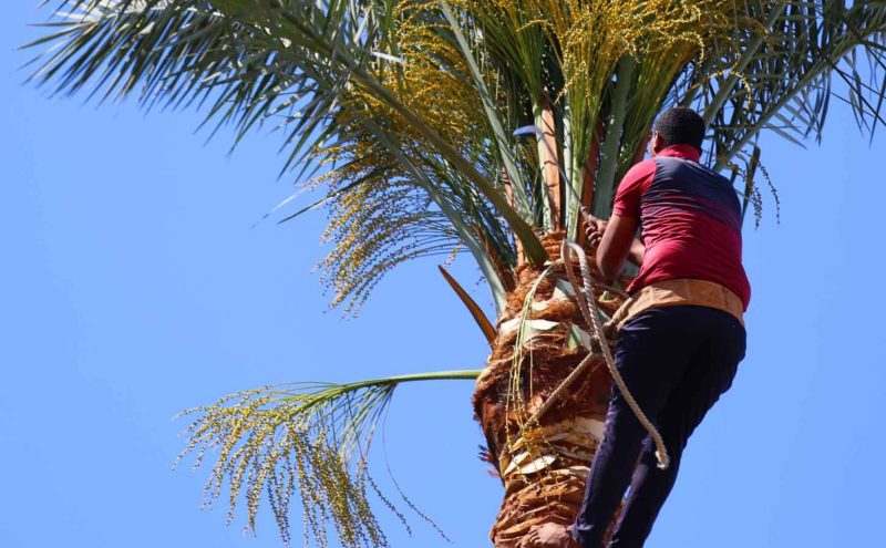 Remove Palm Tree Stump