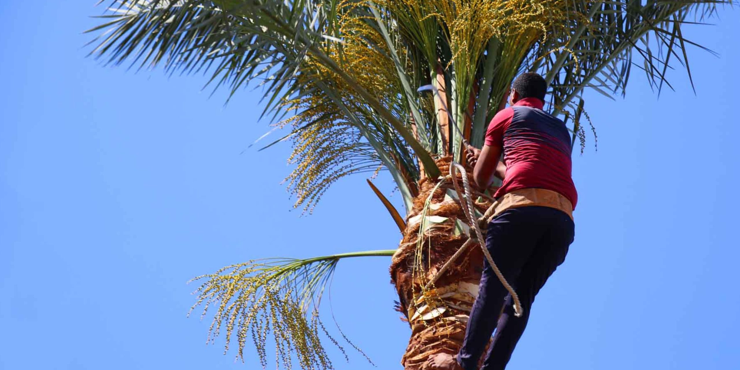 Remove Palm Tree Stump
