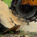 Removing a Tree Trunk