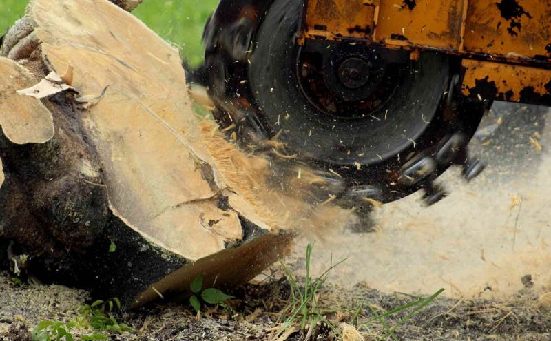Removing a Tree Trunk