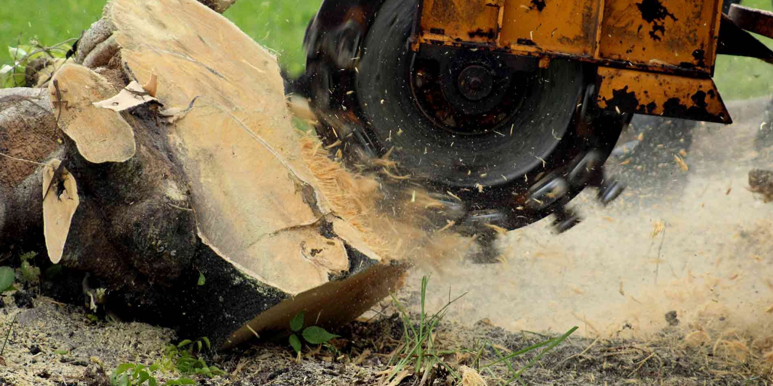 Removing a Tree Trunk