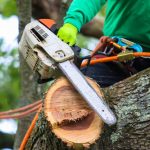 Fallen Tree Removal