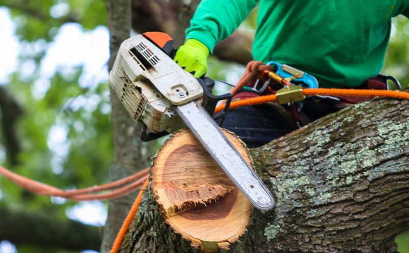 Fallen Tree Removal