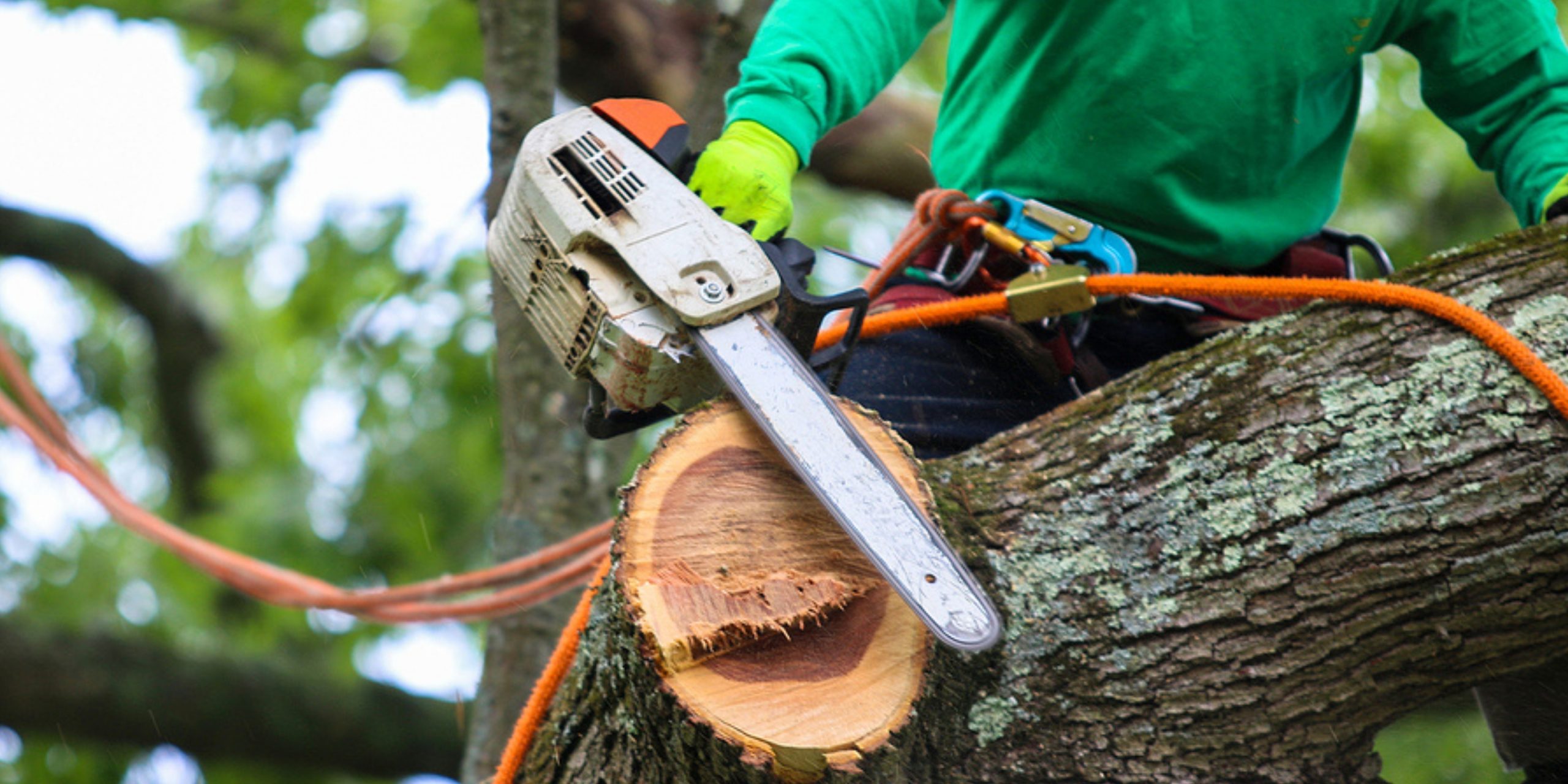 Fallen Tree Removal