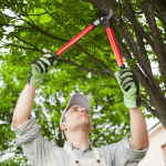 Trim Tree