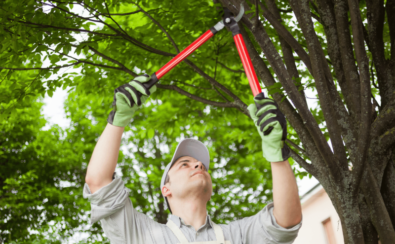Trim Tree