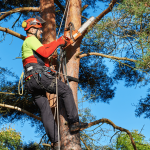 Certified Arborist