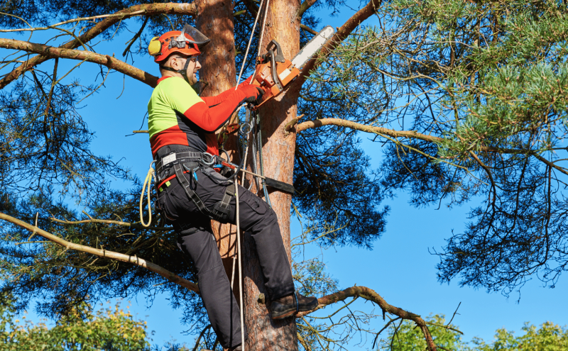 Certified Arborist