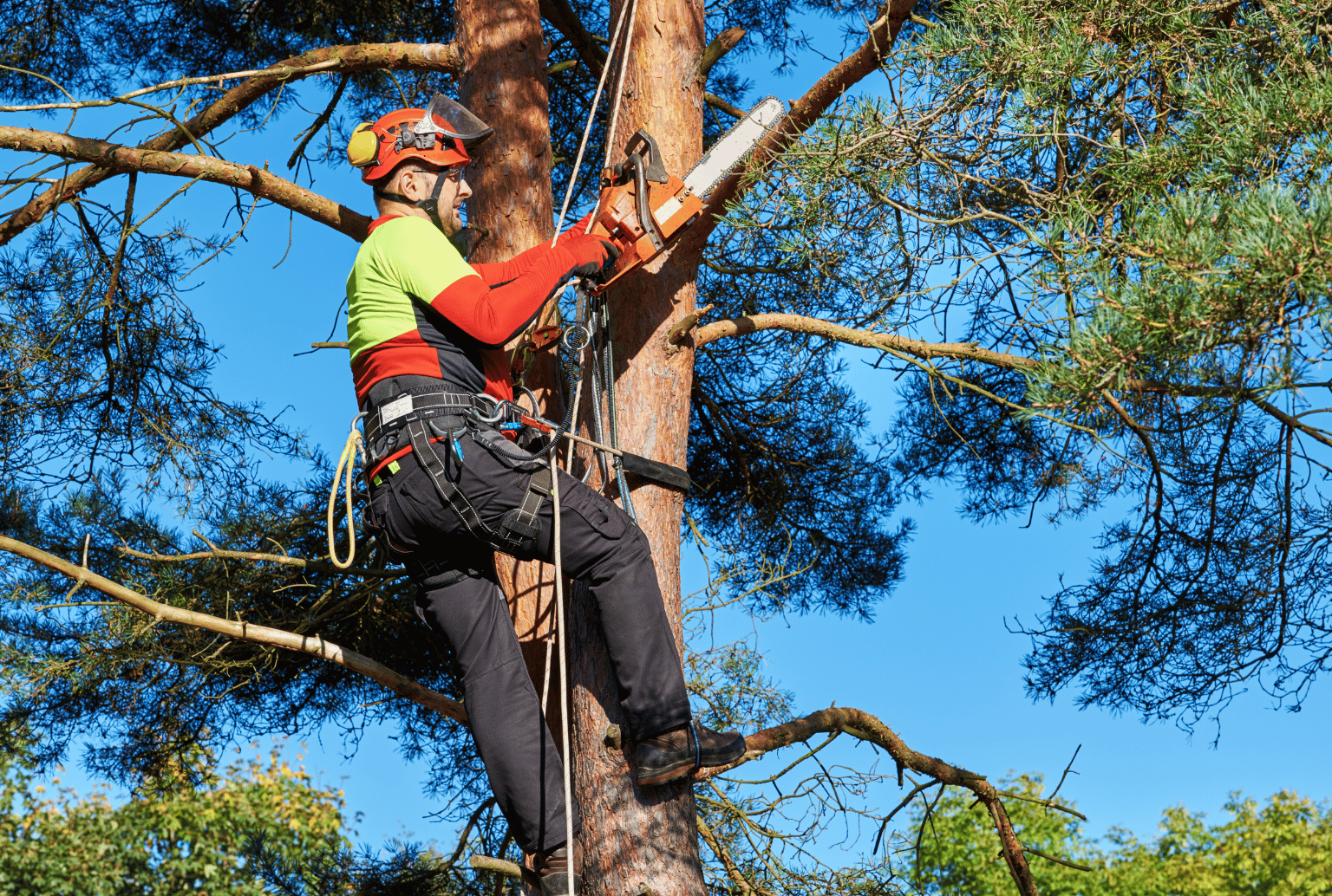 Certified Arborist