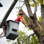 Licensed Arborist