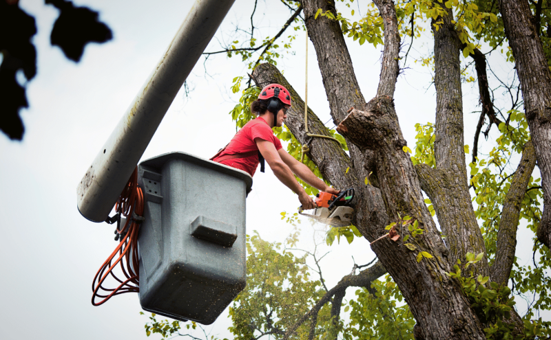Licensed Arborist