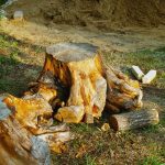 Plant Tree Removed
