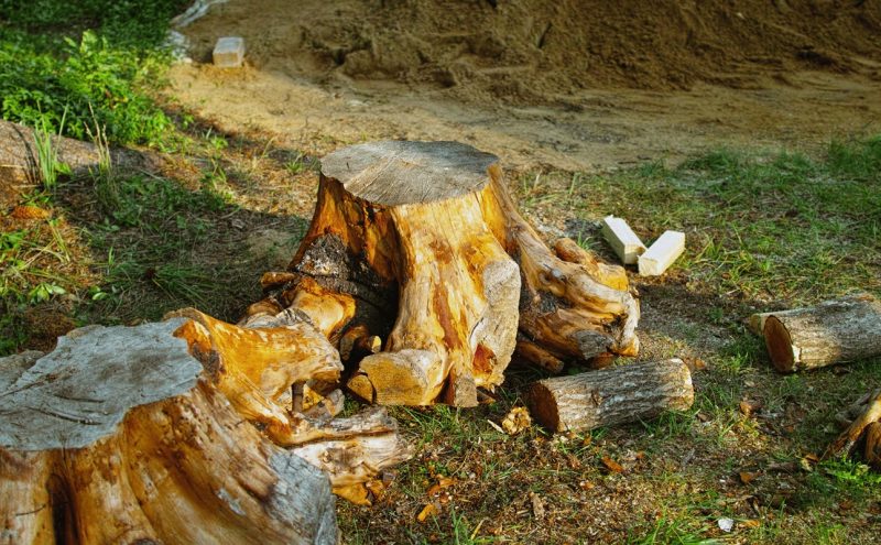 Plant Tree Removed