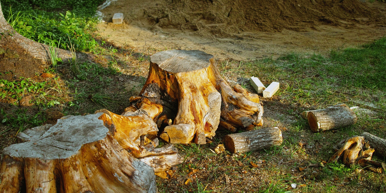 Plant Tree Removed
