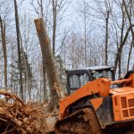 Remove Big Tree