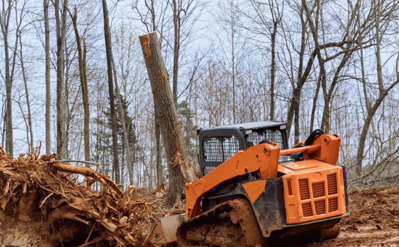 Remove Big Tree