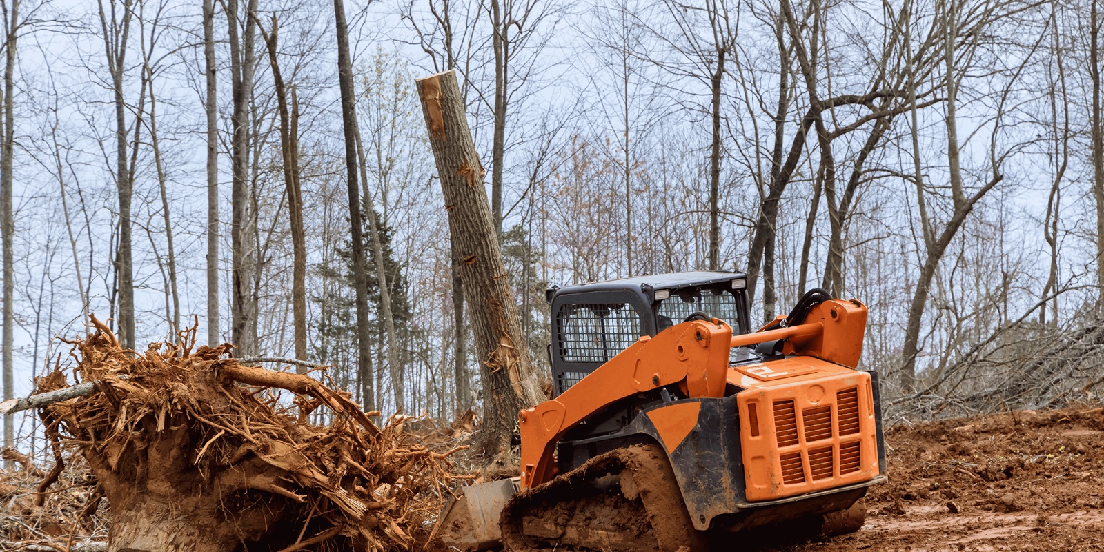 Remove Big Tree