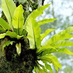 Remove Tree Moss