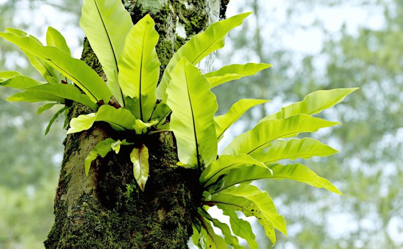 Remove Tree Moss