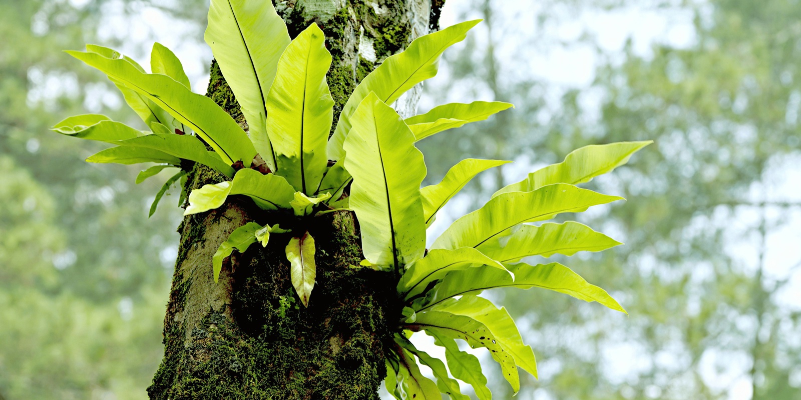 Remove Tree Moss