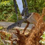 Remove Tree Roots