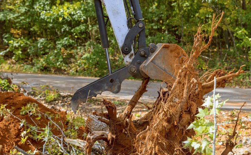 Remove Tree Roots