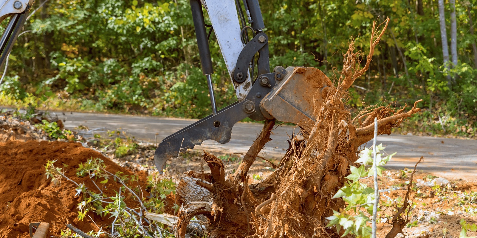 Remove Tree Roots