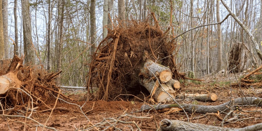 Remove Root