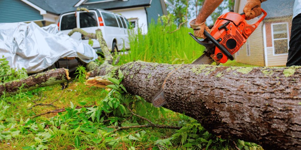 Tree Stump Removal