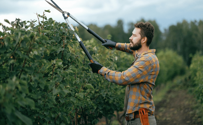 Tree Trimming