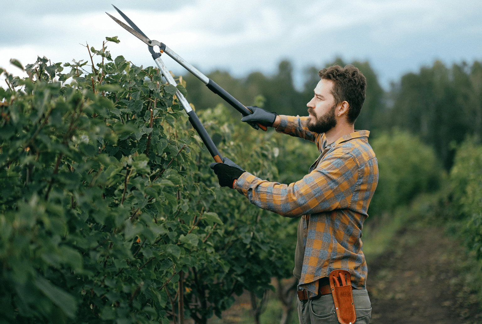 Tree Trimming