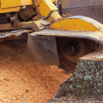 How to Kill a Tree Stump