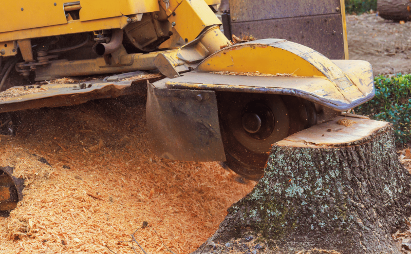 How to Kill a Tree Stump