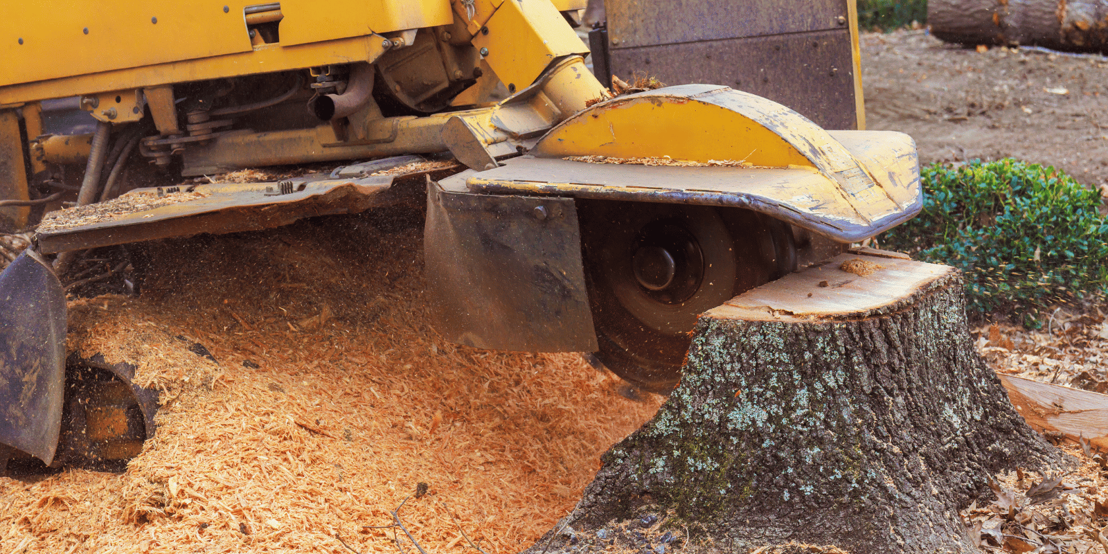 How to Kill a Tree Stump