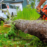 How to Remove Tree Suckers