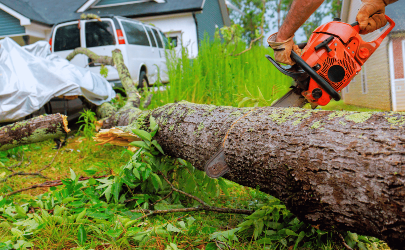 How to Remove Tree Suckers