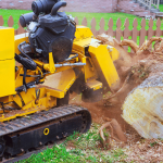 How to Remove a Palm Tree Stump