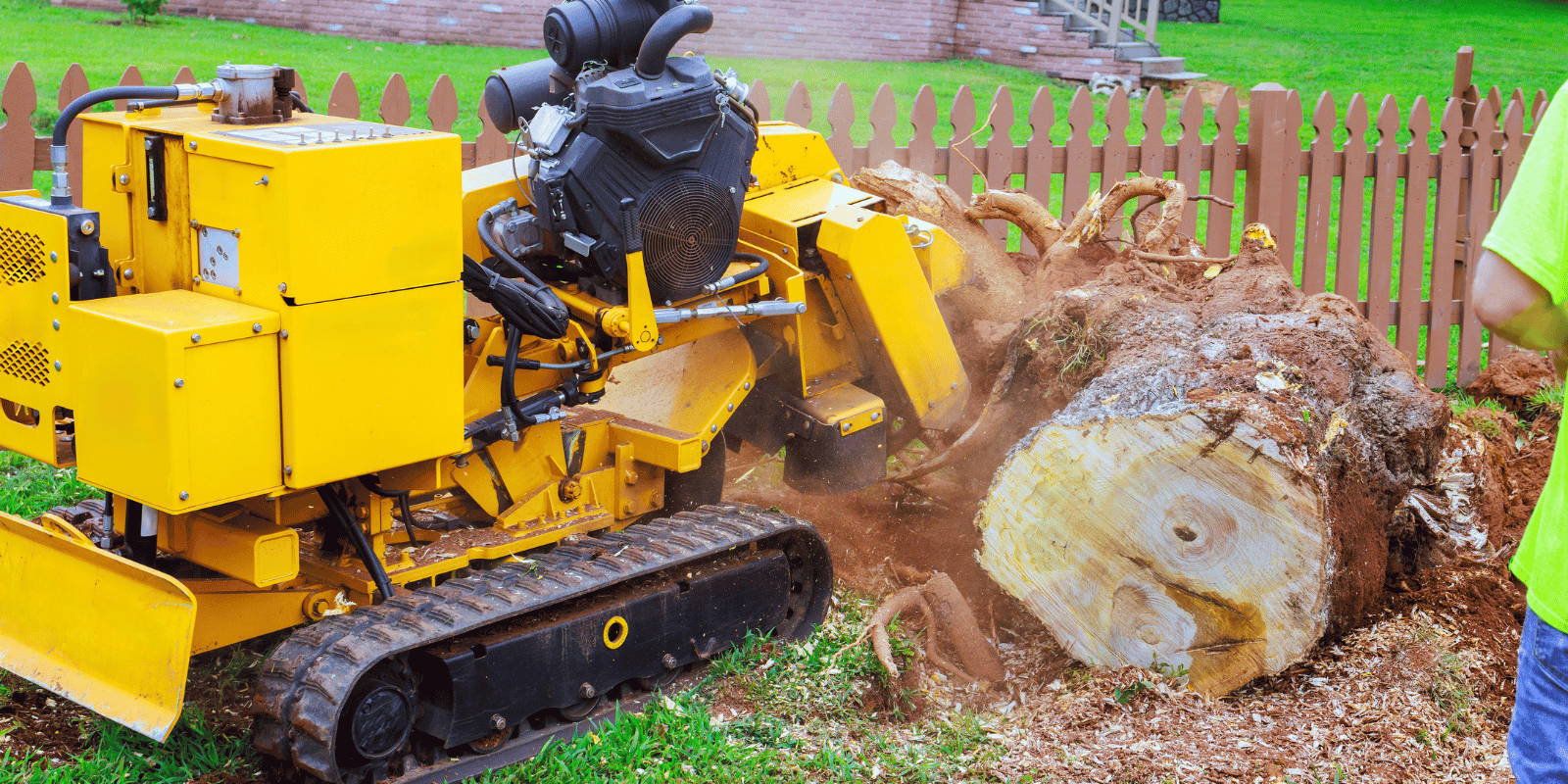 How to Remove a Palm Tree Stump