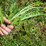 Control Weeds on Your Lawn