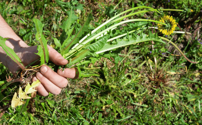 Control Weeds on Your Lawn