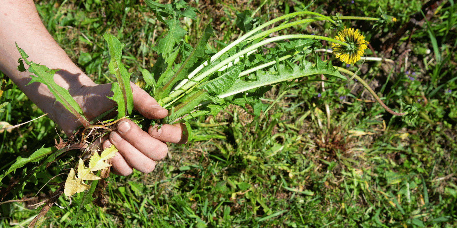 Control Weeds on Your Lawn